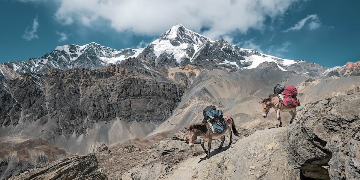 Two donkeys carry climbing gear through rough terrain with high snowy mountain peaks in the background.