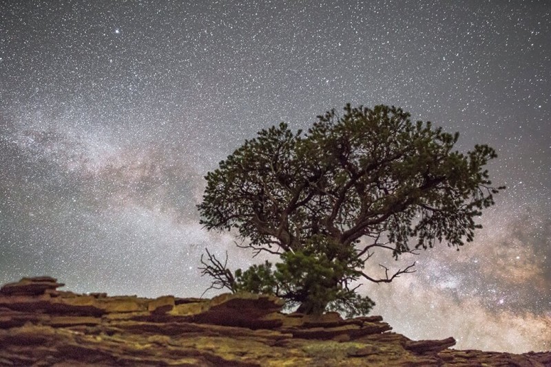 A tree with the night sky in the background